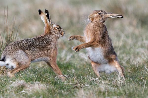 Hares in March (%!s(<nil>)) - 