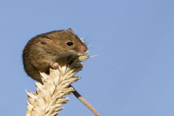 Harvest Mouse (%!s(<nil>)) - 