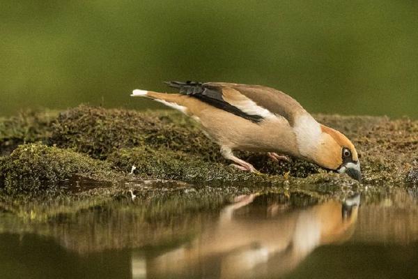 Hawfinch (%!s(<nil>)) - 