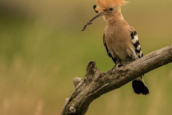 Hoopoe with caterpillar (%!s(<nil>)) - 