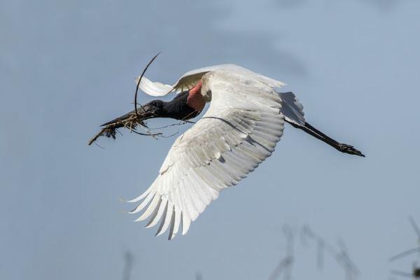 Jabiru Stork with Nesting Material (%!s(<nil>)) - 