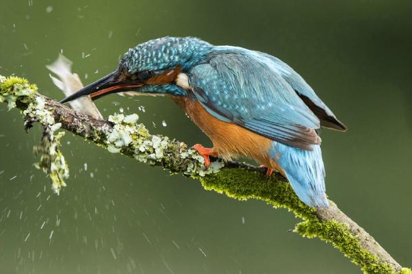 Kingfisher with fish. (%!s(<nil>)) - 