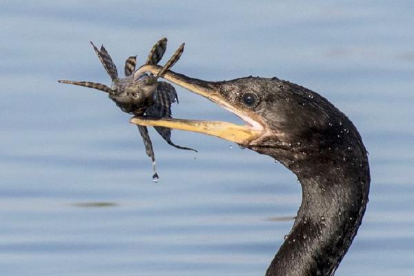 Lynn Rix - Cormorant with Catfish (%!s(<nil>)) - 