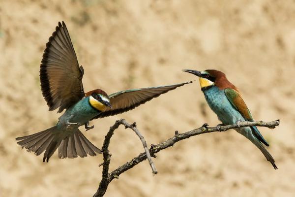 Pair of European Bee-eaters (%!s(<nil>)) - 