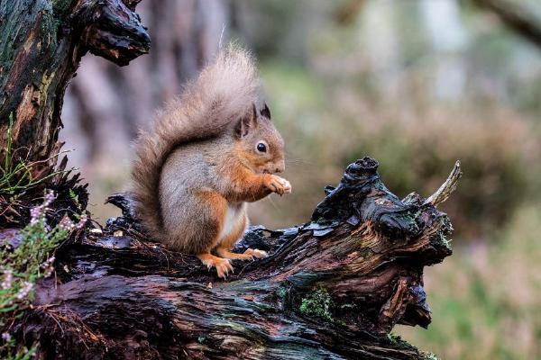 Red Squirrel in Scotland (%!s(<nil>)) - 