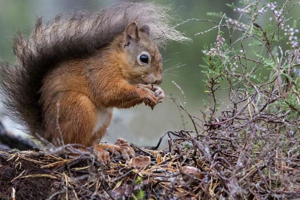 Red Squirrel (%!s(<nil>)) - 