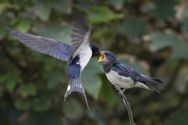 Swallow Feeding Youngster (%!s(<nil>)) - 