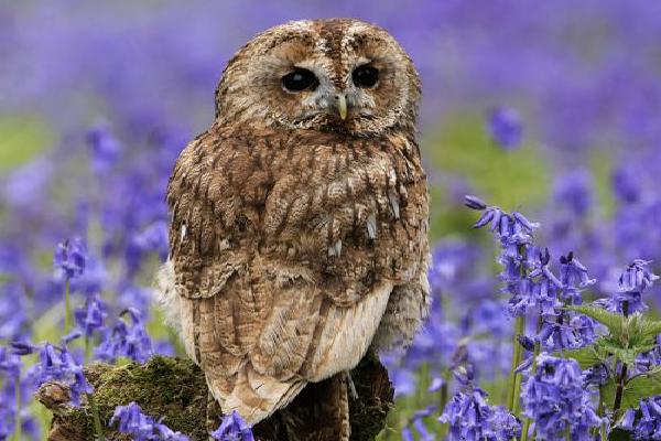 Tawny Owl (%!s(<nil>)) - 