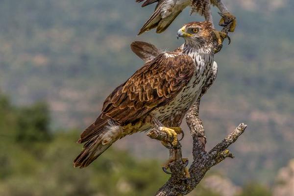 A pair of Bonellis Eagles (%!s(<nil>)) - 