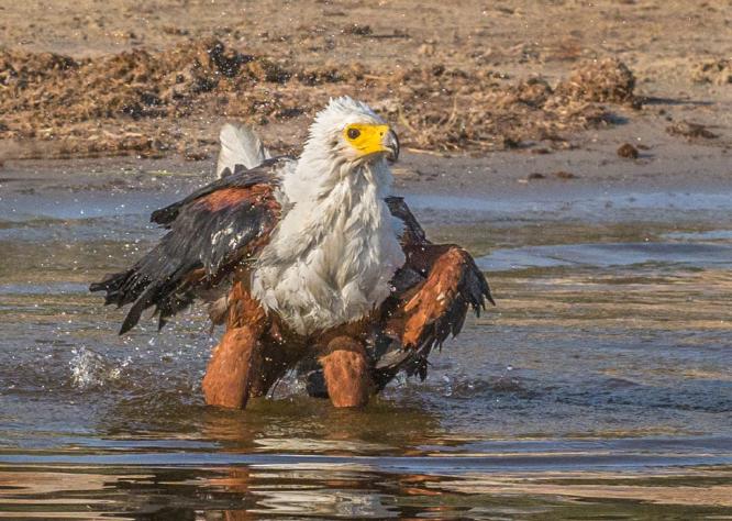 African Fish Eagle Bathing (%!s(<nil>)) -