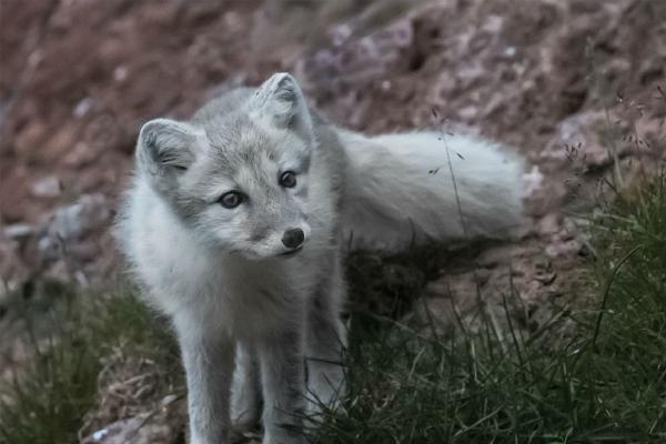 Artic Fox hunting on Svarlbard cliffs (%!s(<nil>)) - 