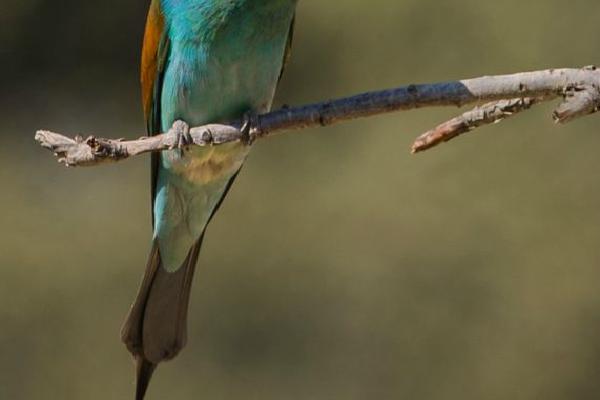 Bee eater with wasp (%!s(<nil>)) - 