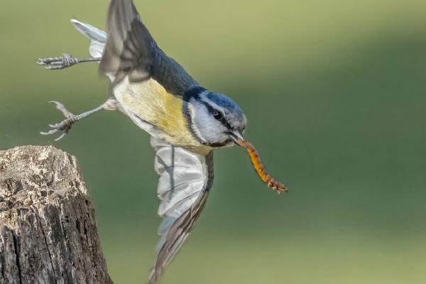 Blue Tit Leaving Feeding Station with a Mealworm (%!s(<nil>)) - 