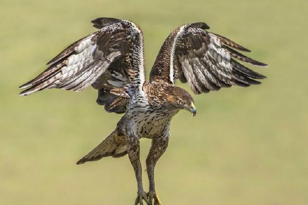 Bonelli`s Eagle (%!s(<nil>)) - 