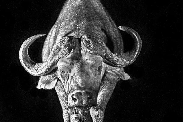 Buffalo drinking at Waterhole (%!s(<nil>)) - 