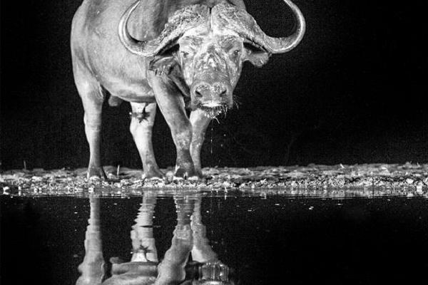 Buffalo with reflection at water hole (%!s(<nil>)) - 