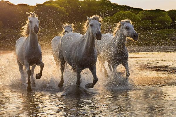 Camarge Horses at Dusk (%!s(<nil>)) - 