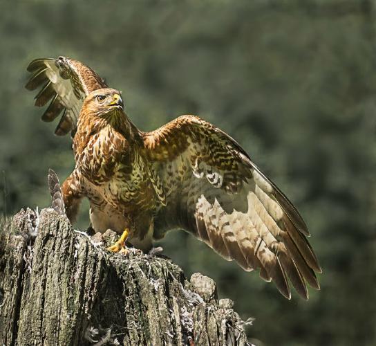 Common Buzzard (%!s(<nil>)) -