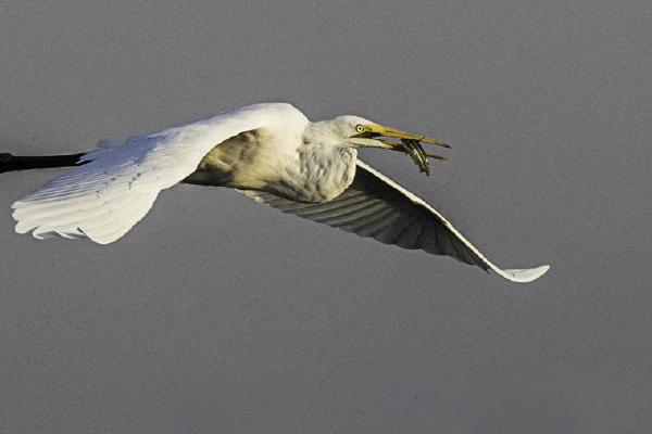 Egret with Catch (%!s(<nil>)) - 