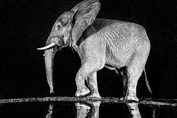 Elephant leaving a drinking pond at night (%!s(<nil>)) - 