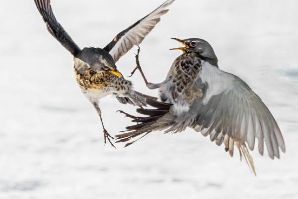 Fieldfares During Beast from the East (%!s(<nil>)) - 