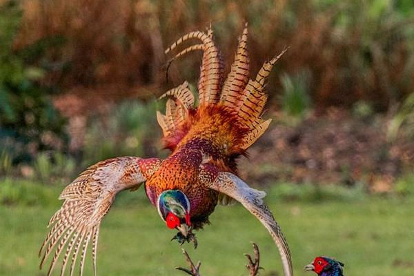 Fighting Pheasants (%!s(<nil>)) - 