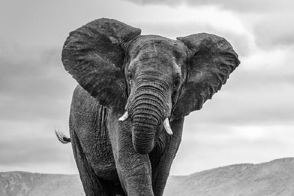 Frisky Young Bull Elephant (%!s(<nil>)) - 