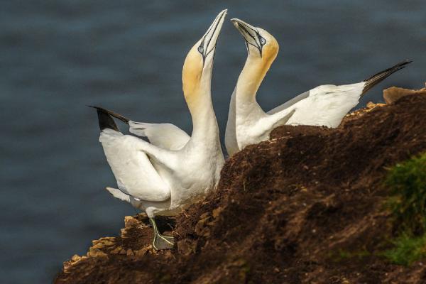 Gannets Beaking at Troup Head (%!s(<nil>)) - 