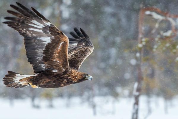 Golden Eagle in a Snow storm (%!s(<nil>)) - 