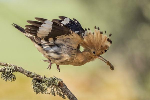 Hoopoe approaching its nest (%!s(<nil>)) - 