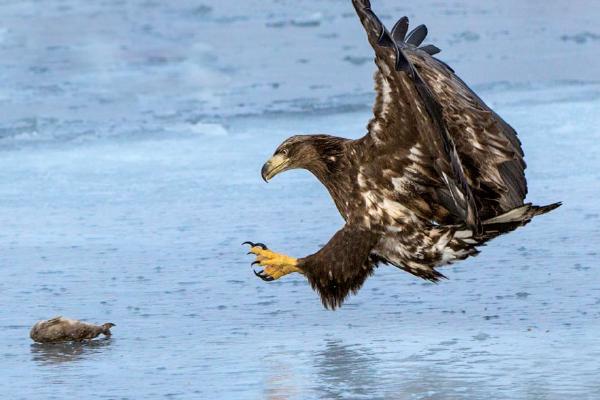 Juvenile White tailed Sea Eagle about to grab a fish on the Sea Ice (%!s(<nil>)) - 