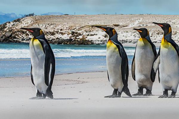 King Penguins taking a stroll (%!s(<nil>)) - 