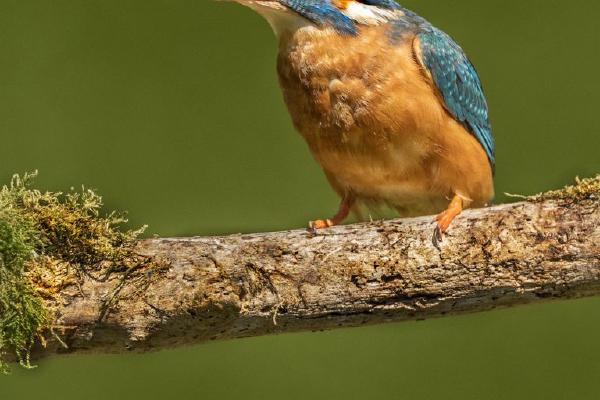 Kingfisher turning a fish (%!s(<nil>)) - 