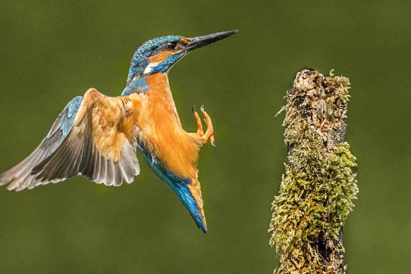 Kingfisher (%!s(<nil>)) - 