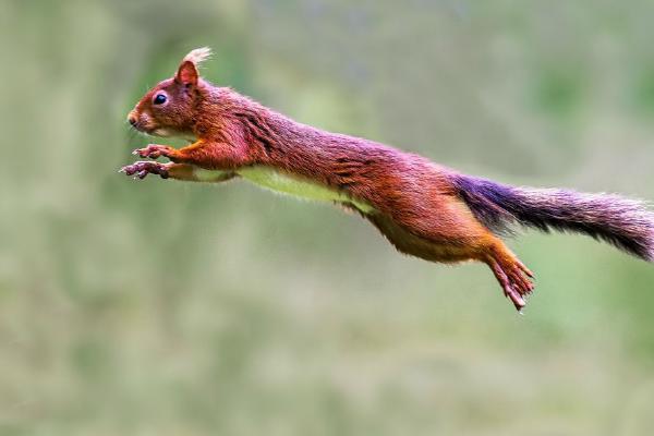 Leaping Red Squirrel (%!s(<nil>)) - 