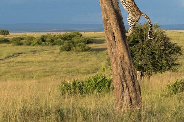 Leopard returning to its meal (%!s(<nil>)) - 