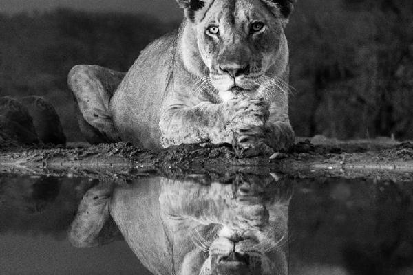 Lioness contemplating a drink (%!s(<nil>)) - 