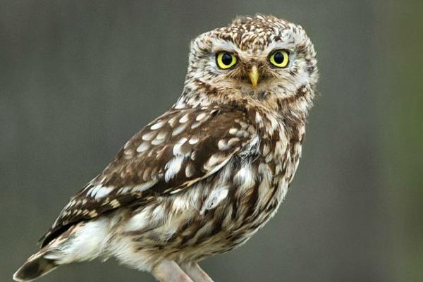 Little Owl (%!s(<nil>)) - 