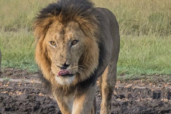 Male Lion in the Masai Mara (%!s(<nil>)) - 