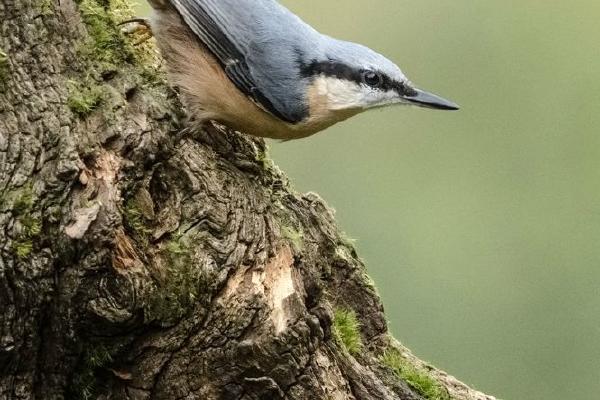 Nuthatch (%!s(<nil>)) - 
