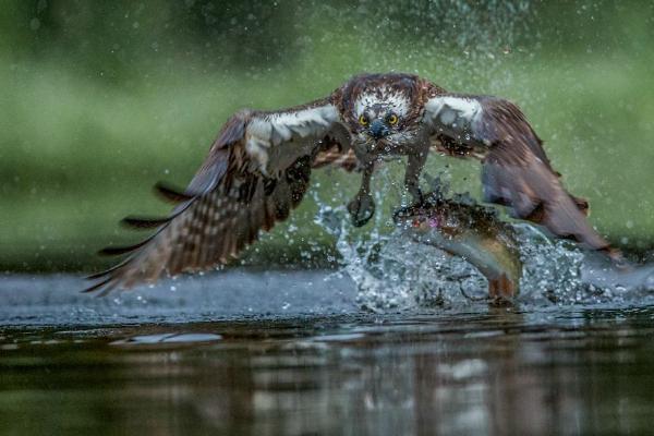 Osprey taking Rainbow Trout (%!s(<nil>)) - 