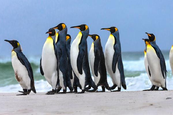 Penguins Follow the leader (%!s(<nil>)) - 