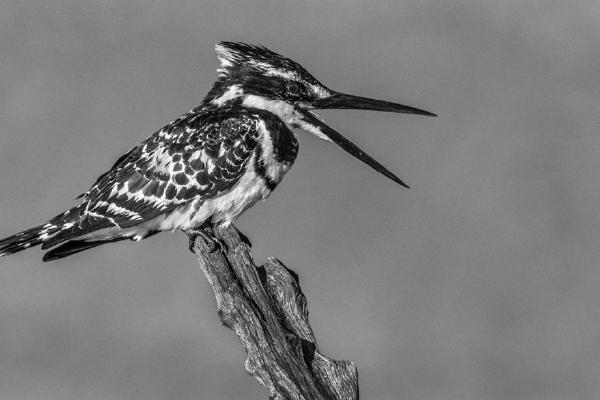 Pied Kingfisher calling (%!s(<nil>)) - 