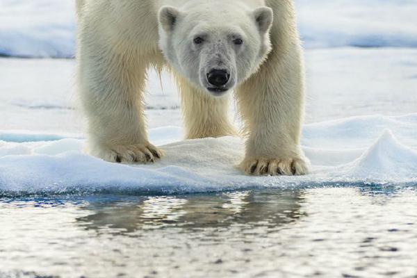 Polar Bear looks at us (%!s(<nil>)) - 