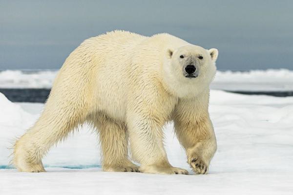 Polar Bear (%!s(<nil>)) - 