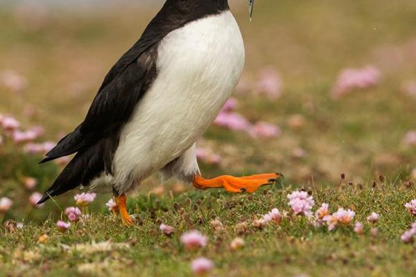 Puffin running with fish to Burrow (%!s(<nil>)) - 