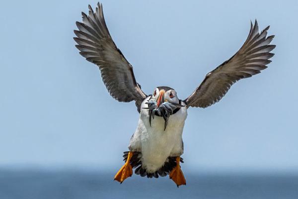 Puffin with a beakful of Sand eels (%!s(<nil>)) - 