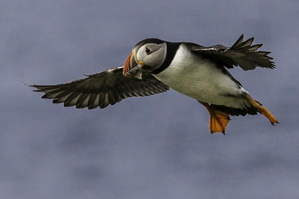 Puffin with a poor catch (%!s(<nil>)) - 