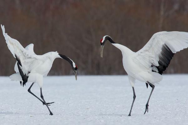 Red Crowned Cranes Dancing (%!s(<nil>)) - 