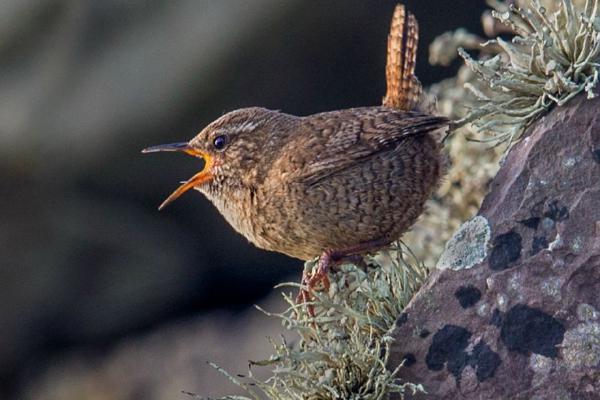 Singing Shetland Wren (%!s(<nil>)) - 